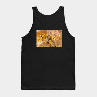 Yellow Sea Weed Growing In Shallow Rock Pool Tank Top